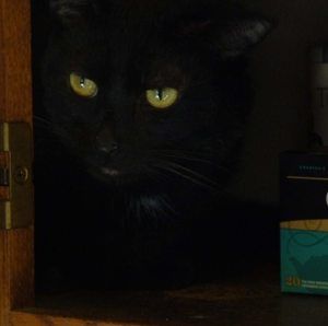 Meet your Posher, Donna